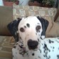 LAILA